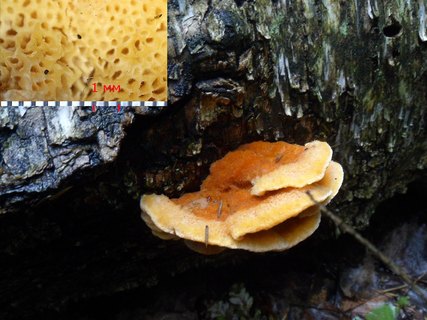 Pycnoporellus fulgens