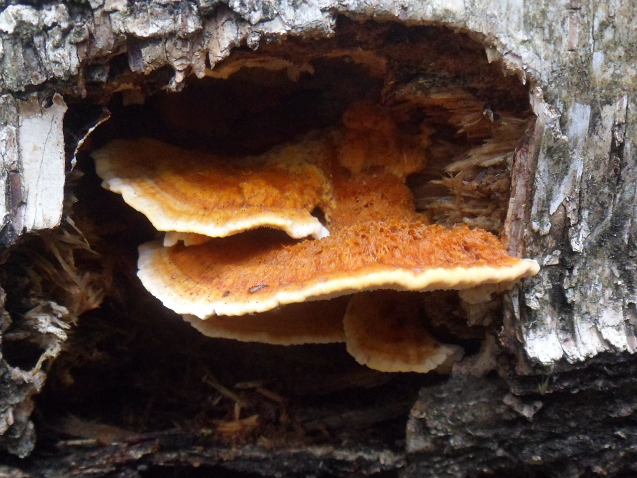 Pycnoporellus fulgens