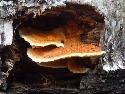 Pycnoporellus fulgens