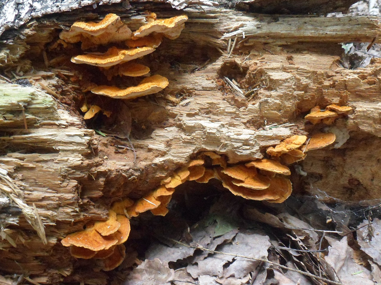 Pycnoporellus fulgens