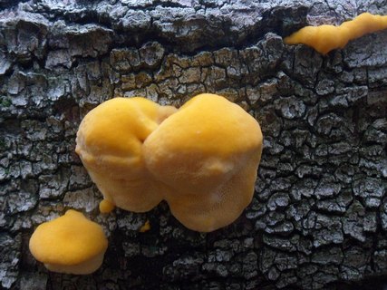 Pycnoporellus fulgens