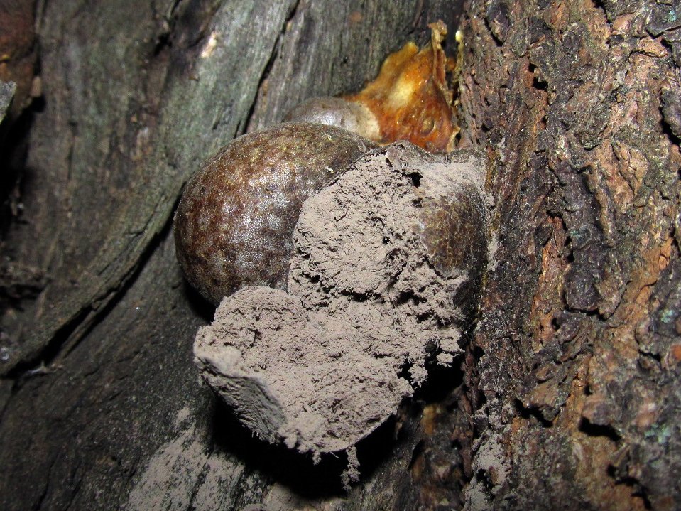 Lycogala flavofuscum