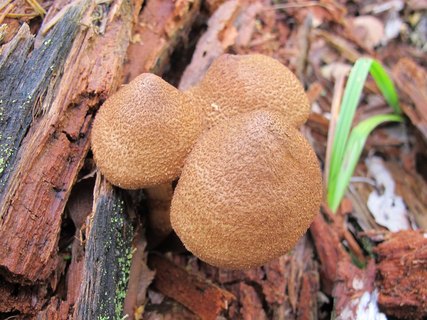 Cortinarius pholideus