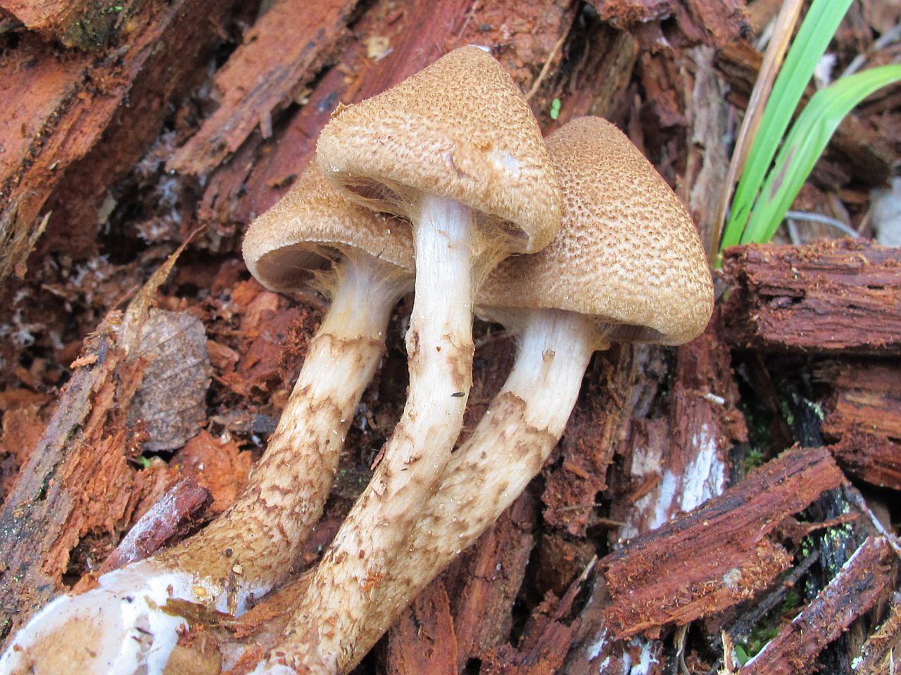 Cortinarius pholideus
