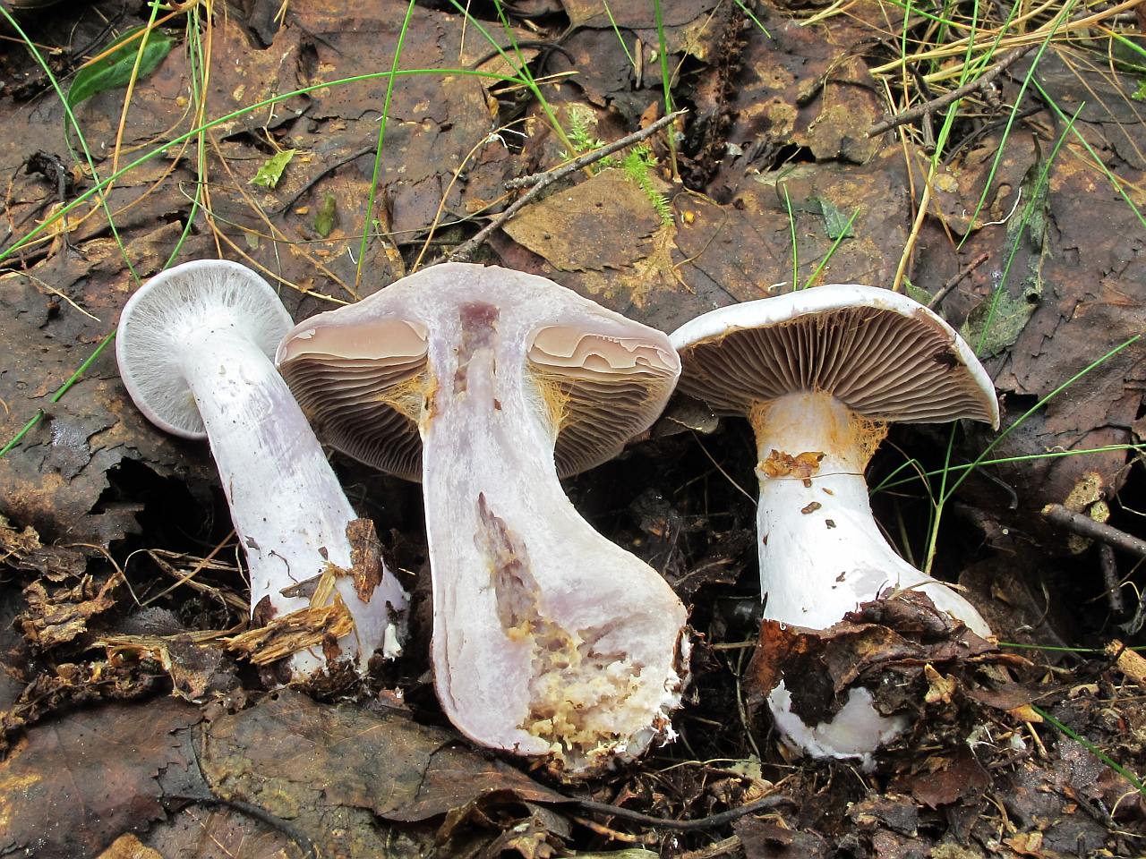 Cortinarius alboviolaceus