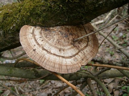 Daedaleopsis confragosa