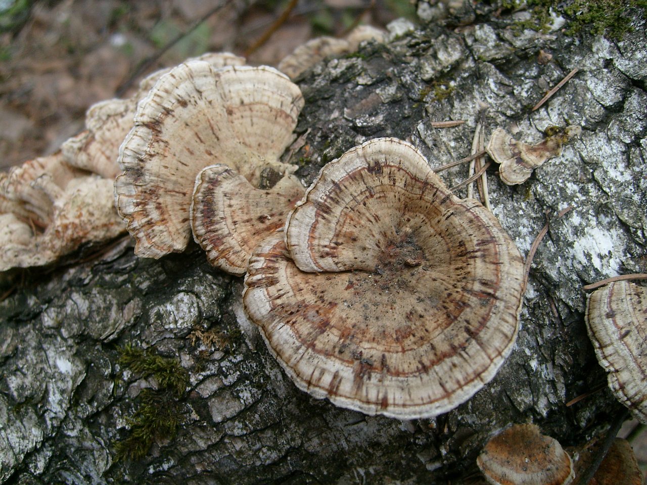 Daedaleopsis confragosa