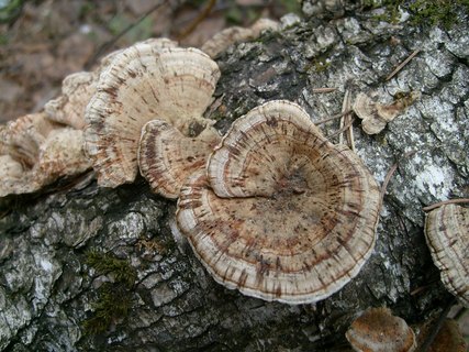 Daedaleopsis confragosa