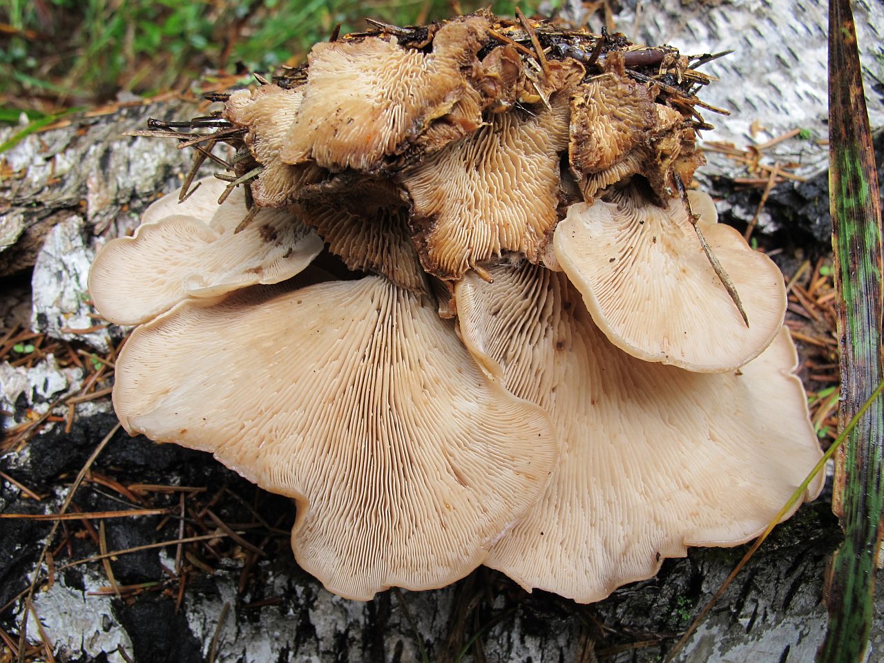 Lentinellus vulpinus