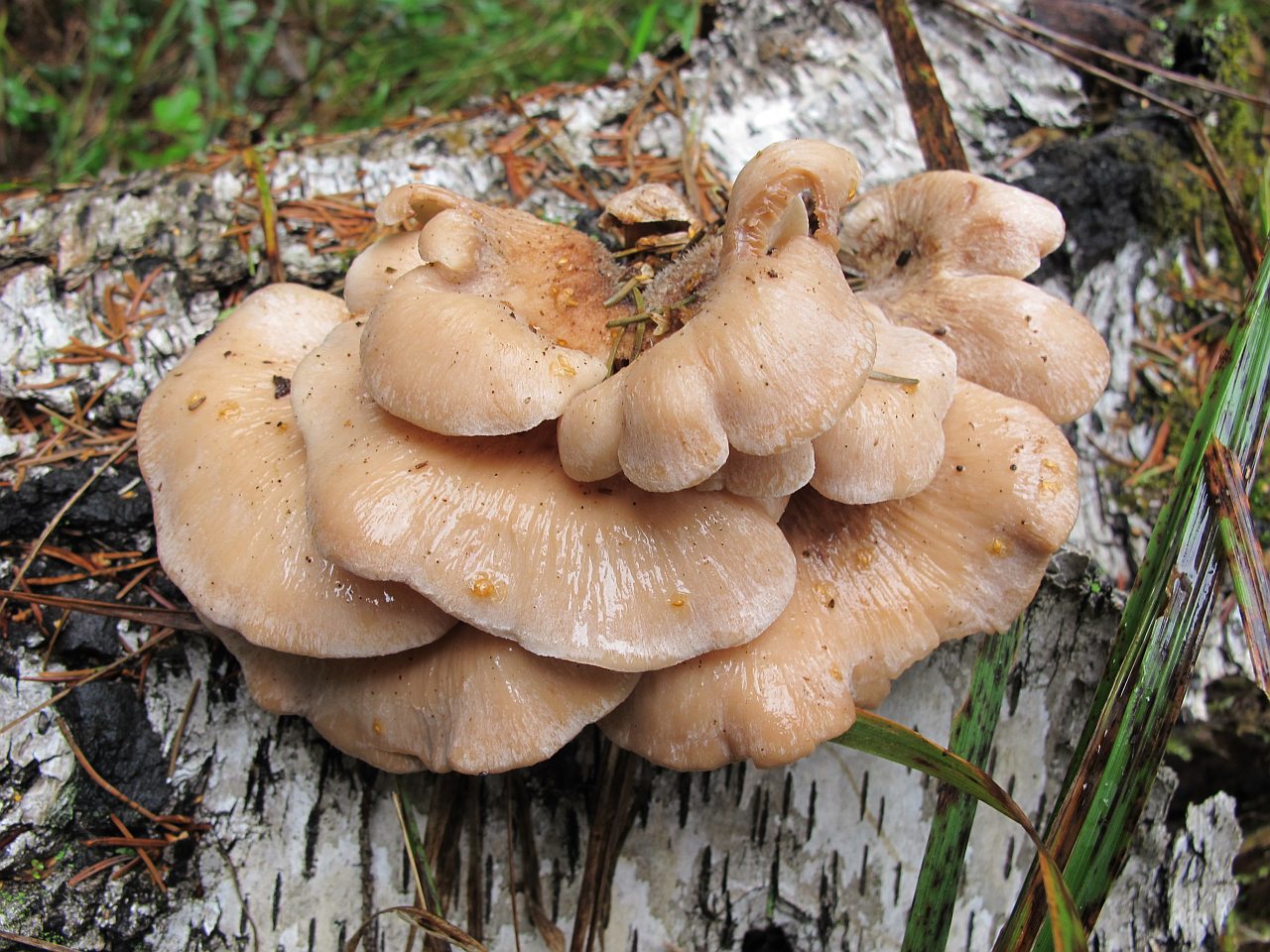 Lentinellus vulpinus