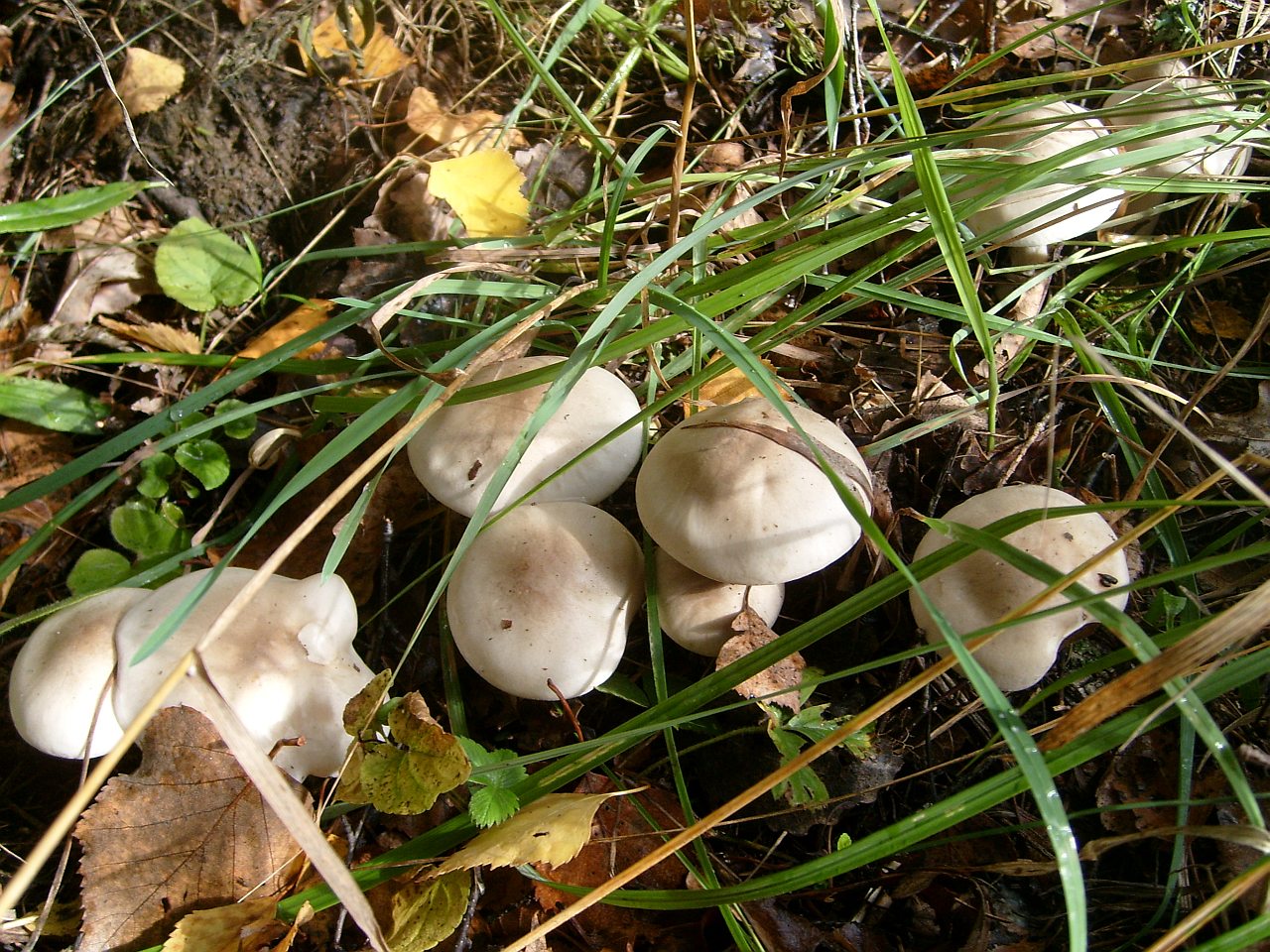 Lepista irina