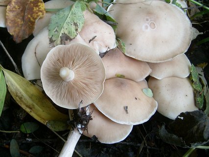Lepista irina