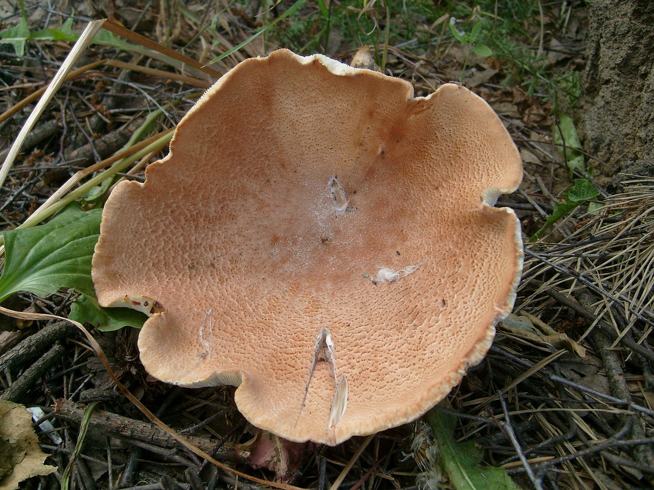 Neolentinus cyathiformis