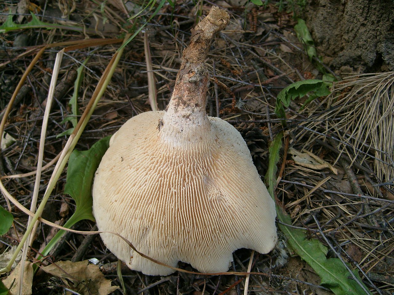 Neolentinus cyathiformis