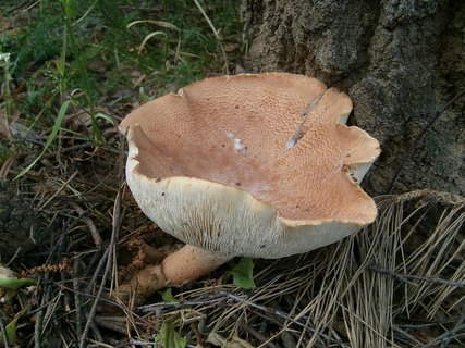 Neolentinus cyathiformis