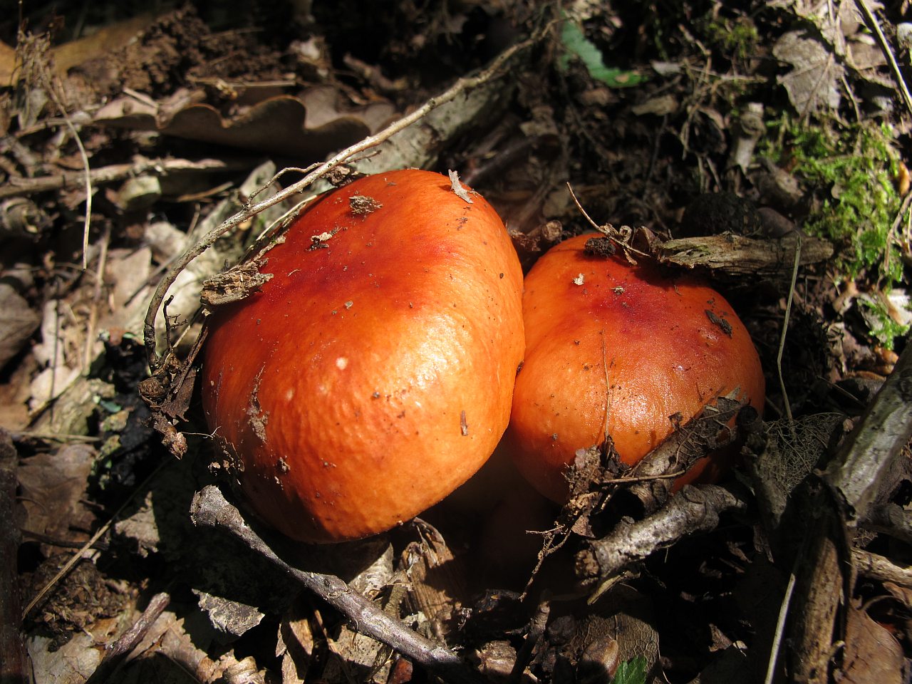 Russula aurea