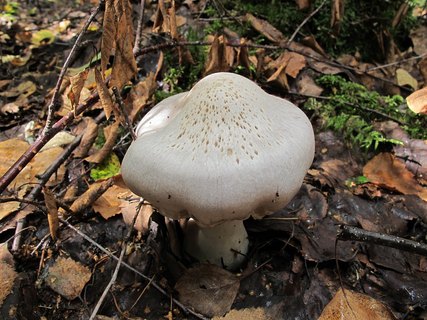 Cortinarius alboviolaceus