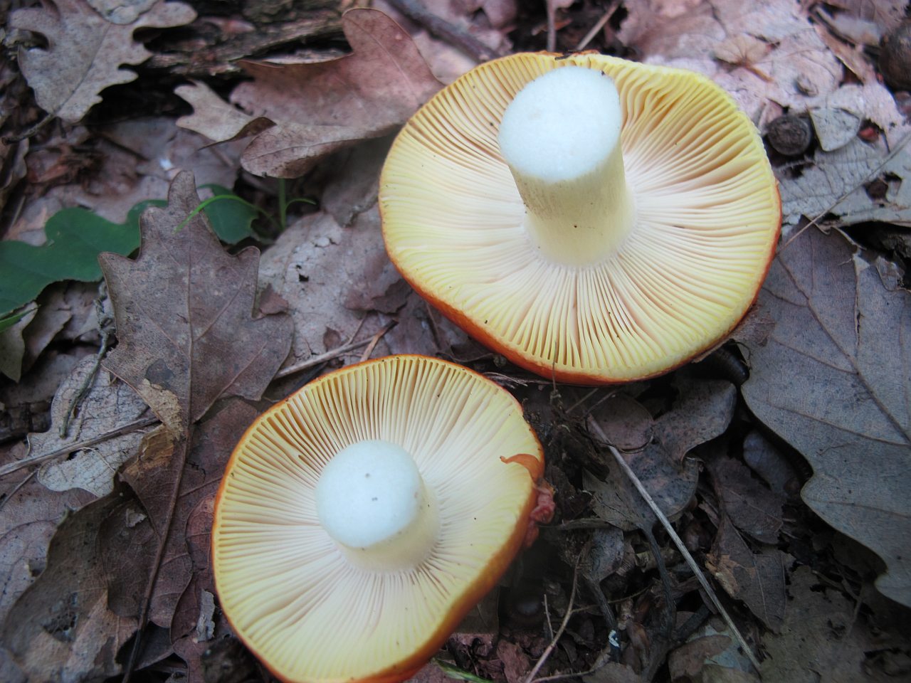 Russula aurea