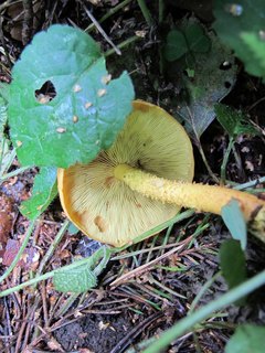 Pholiota flammans