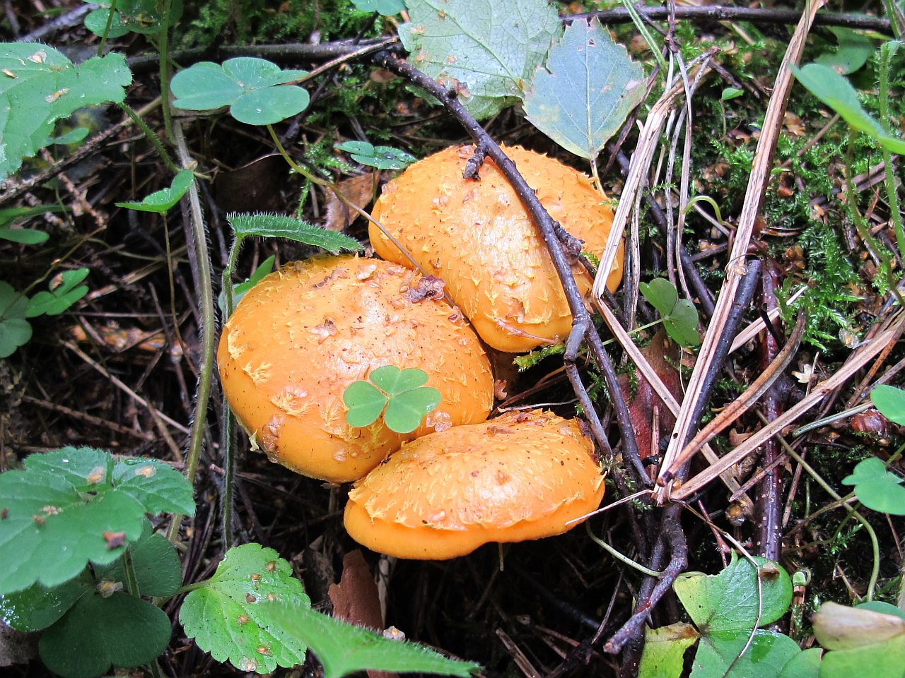 Pholiota flammans