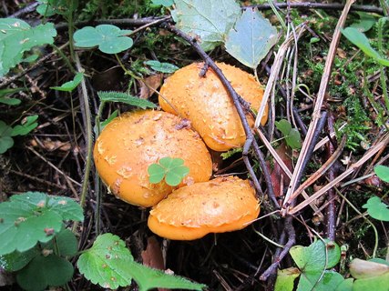 Pholiota flammans