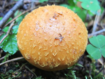 Pholiota flammans