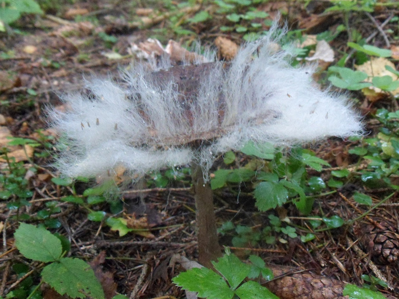 Syzygites megalocarpus