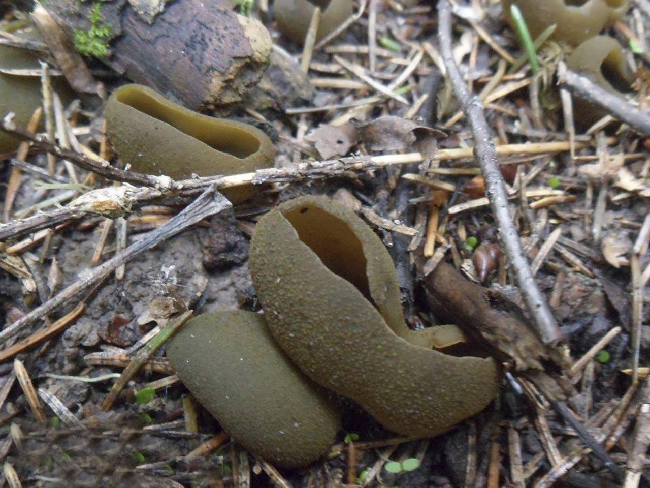 Peziza phyllogena