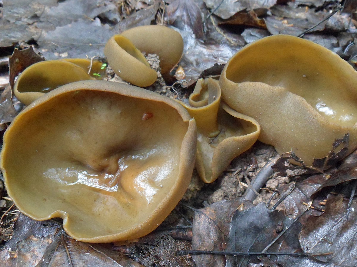 Peziza phyllogena