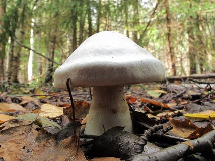 Cortinarius alboviolaceus
