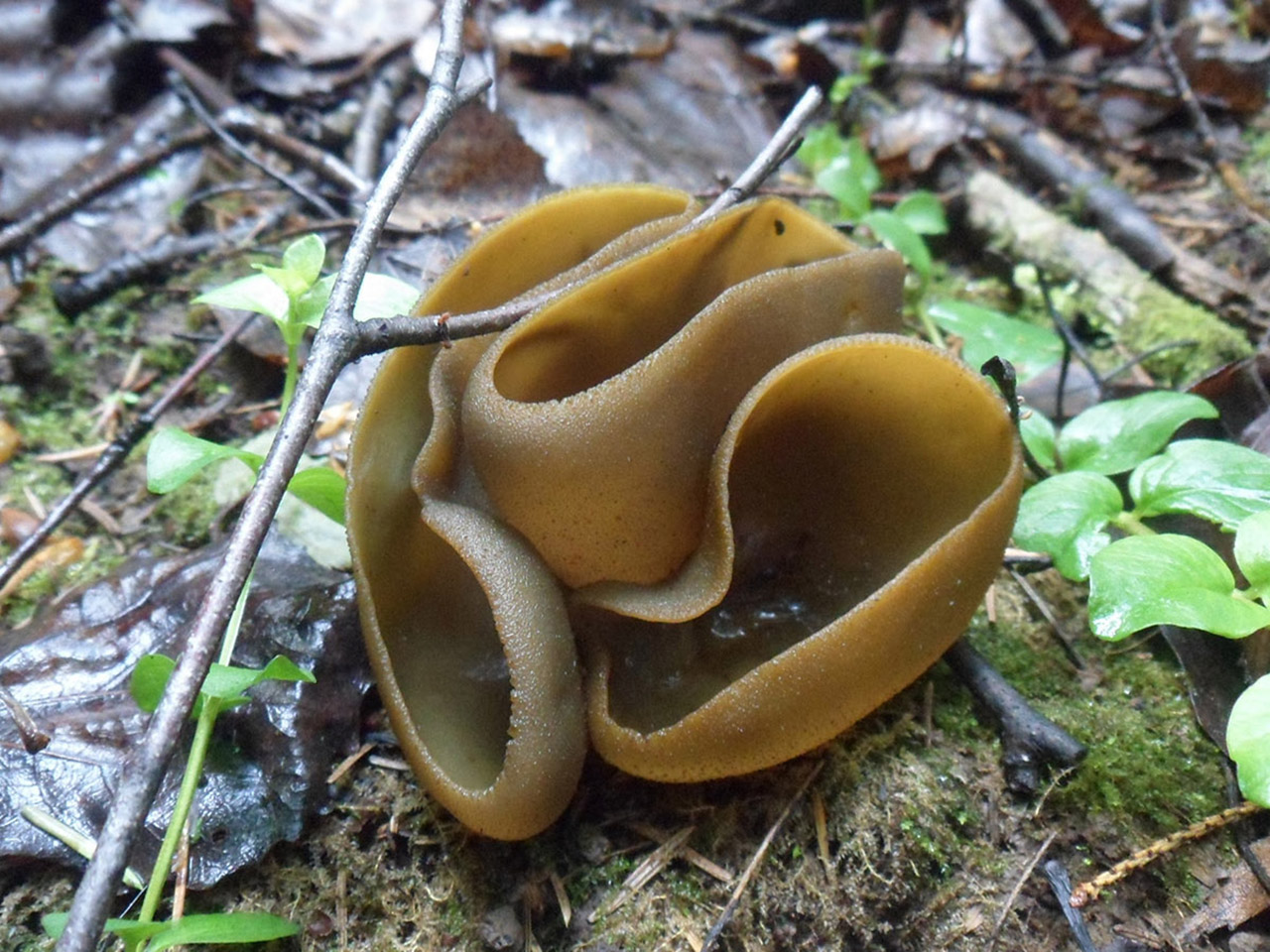 Peziza phyllogena