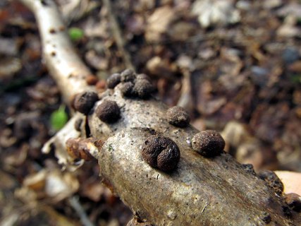 Hypoxylon howeanum