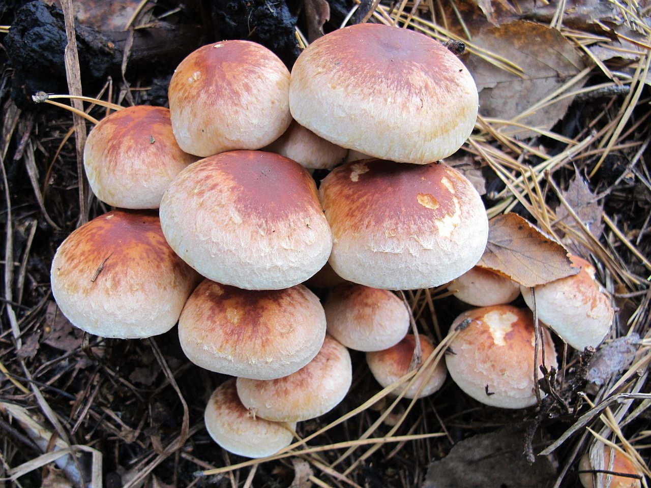 Hypholoma lateritium