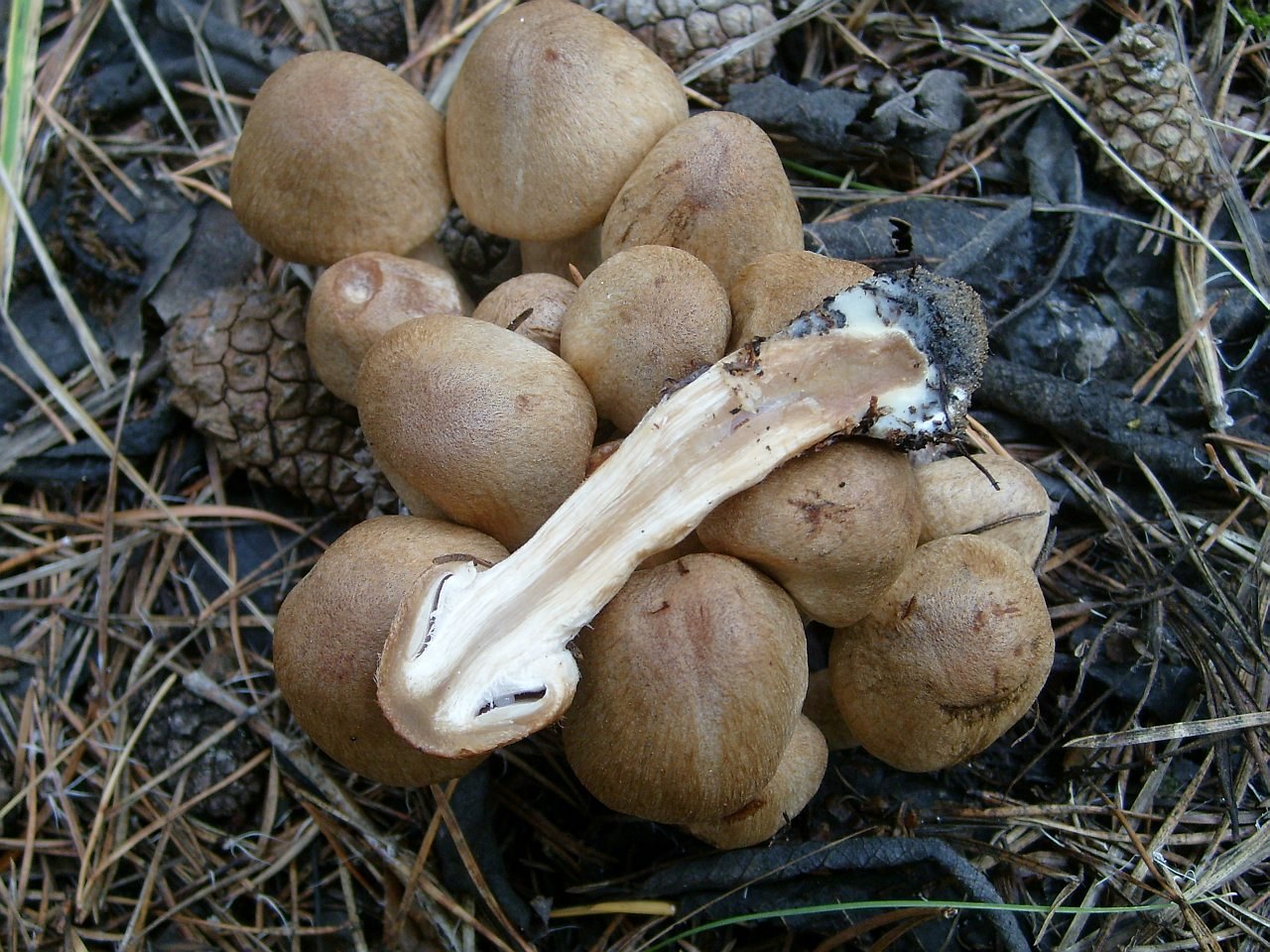 Lacrymaria lacrymabunda