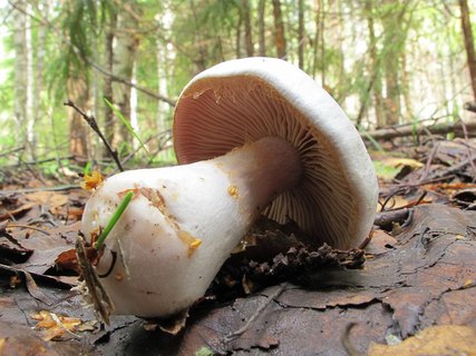 Cortinarius alboviolaceus