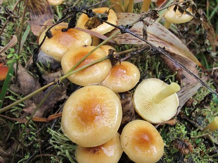 Pholiota lubrica