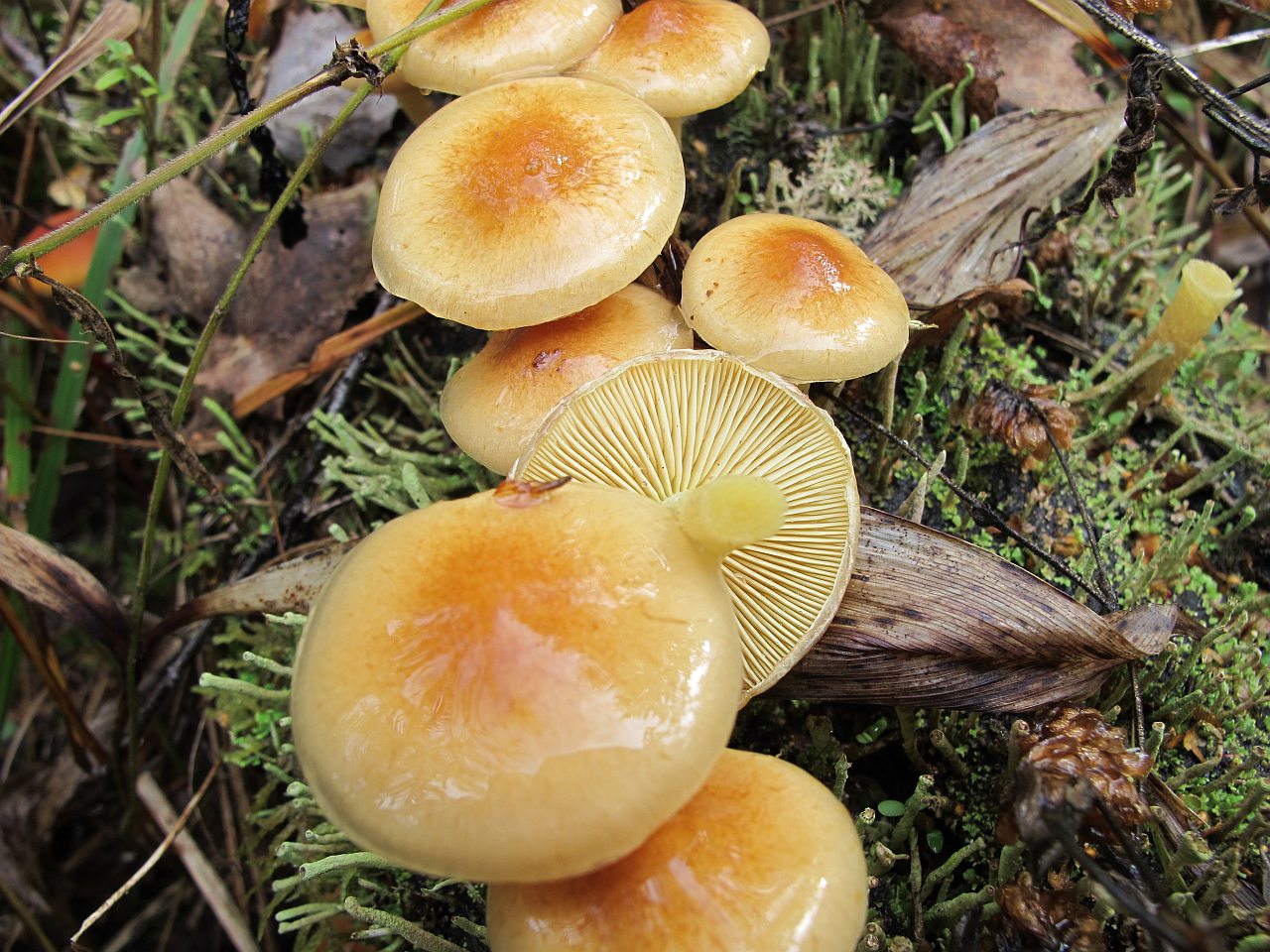 Pholiota lubrica