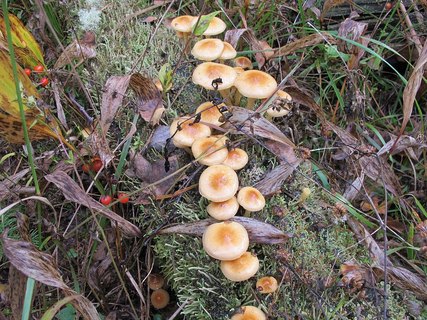 Pholiota lubrica