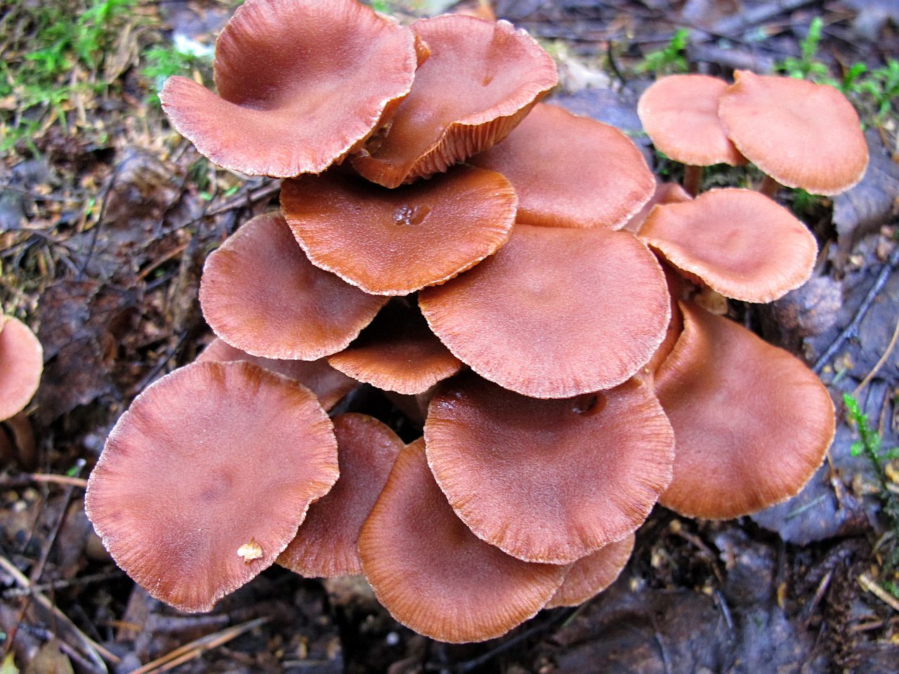 Tubaria confragosa
