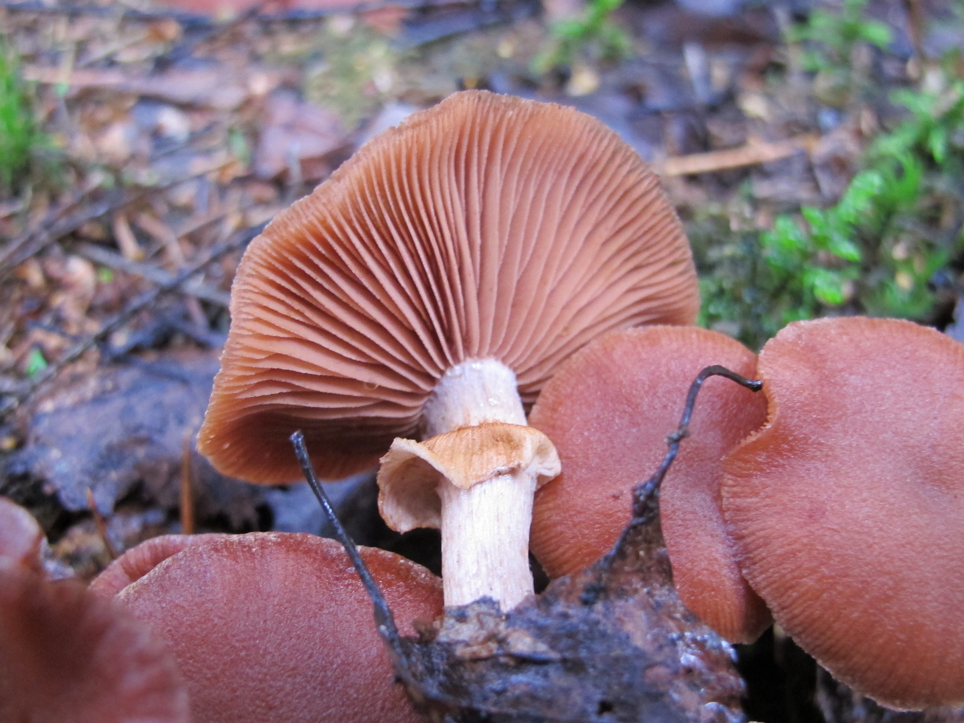 Tubaria confragosa