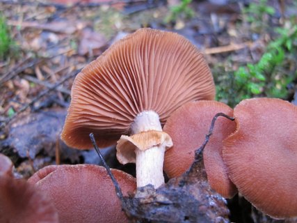 Tubaria confragosa