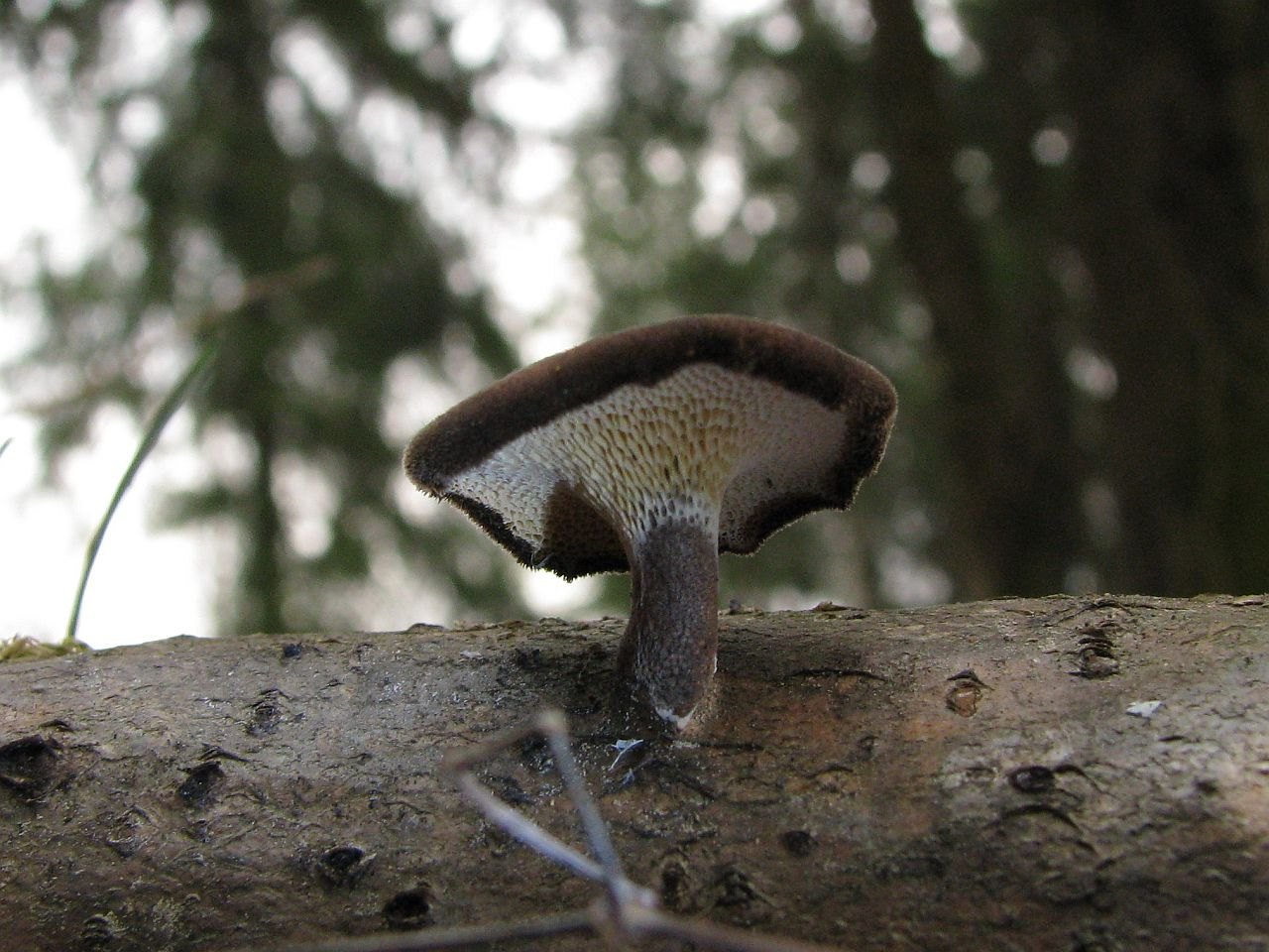 Lentinus brumalis