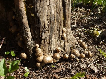 Lentinus substrictus MVK 20140427-05