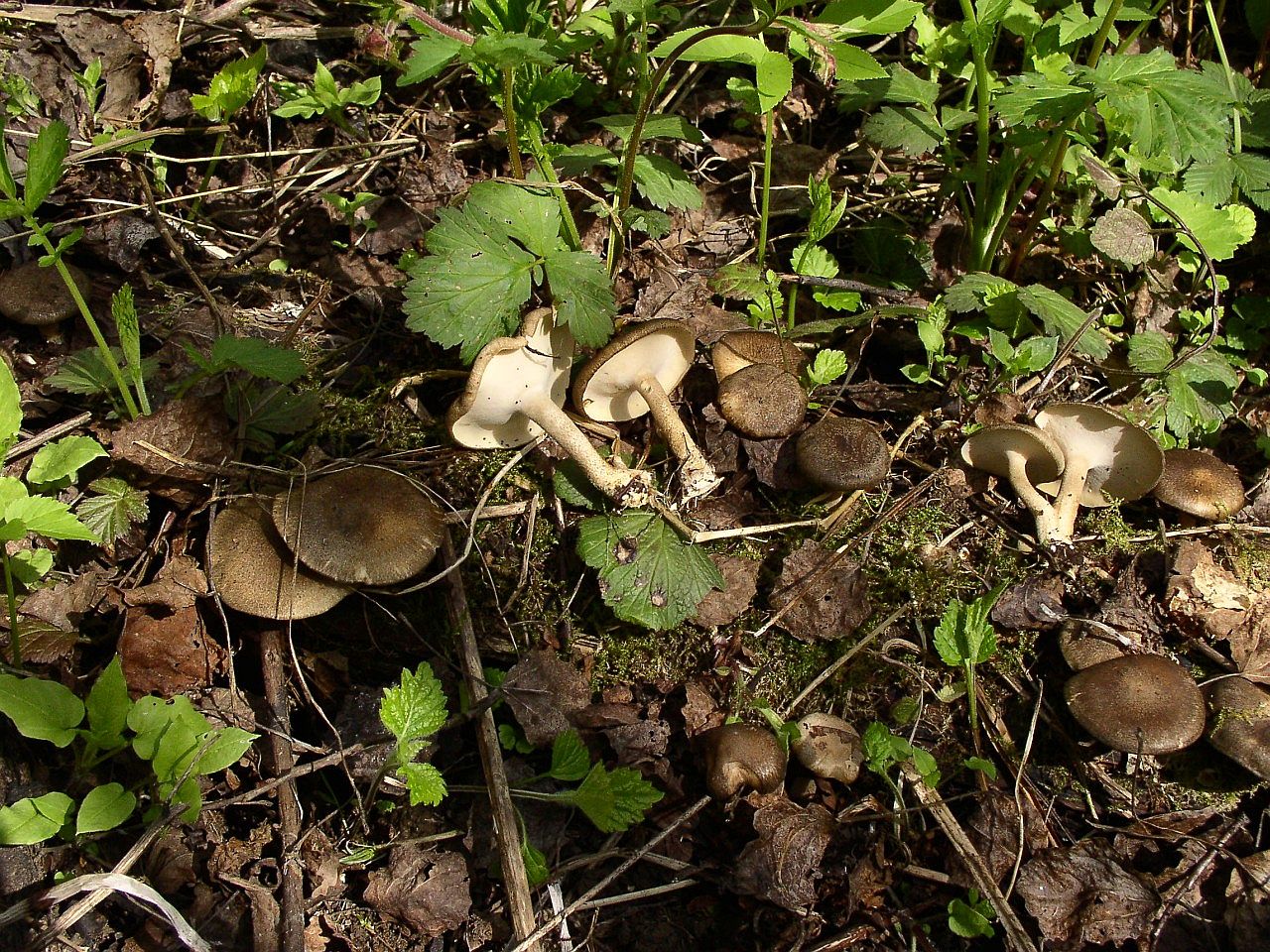 Lentinus substrictus MVK 20040516