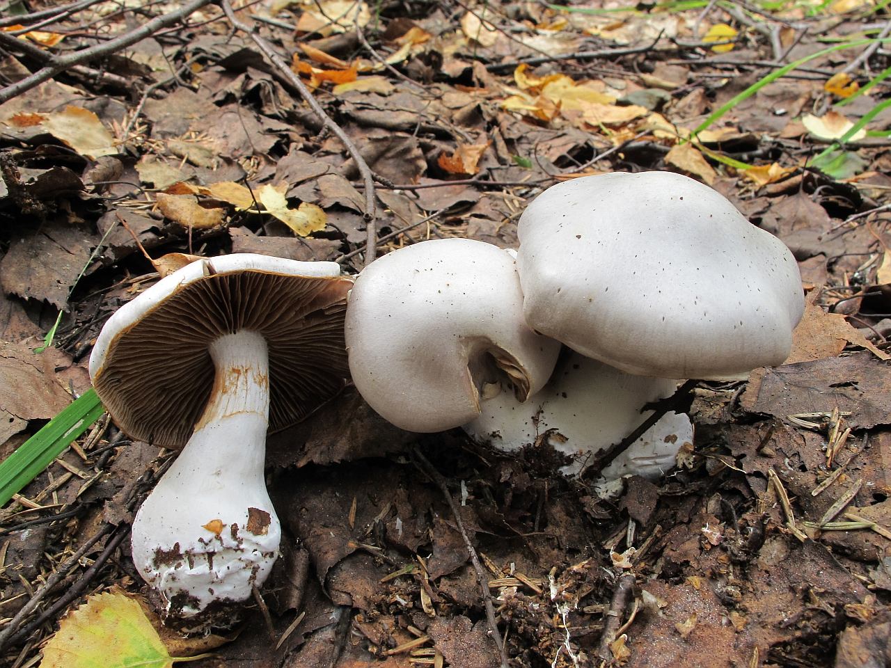 Cortinarius alboviolaceus