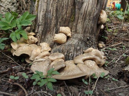 Lentinus substrictus MVK 20140502-01