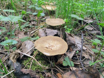 Lentinus substrictus MVK 20120511-01