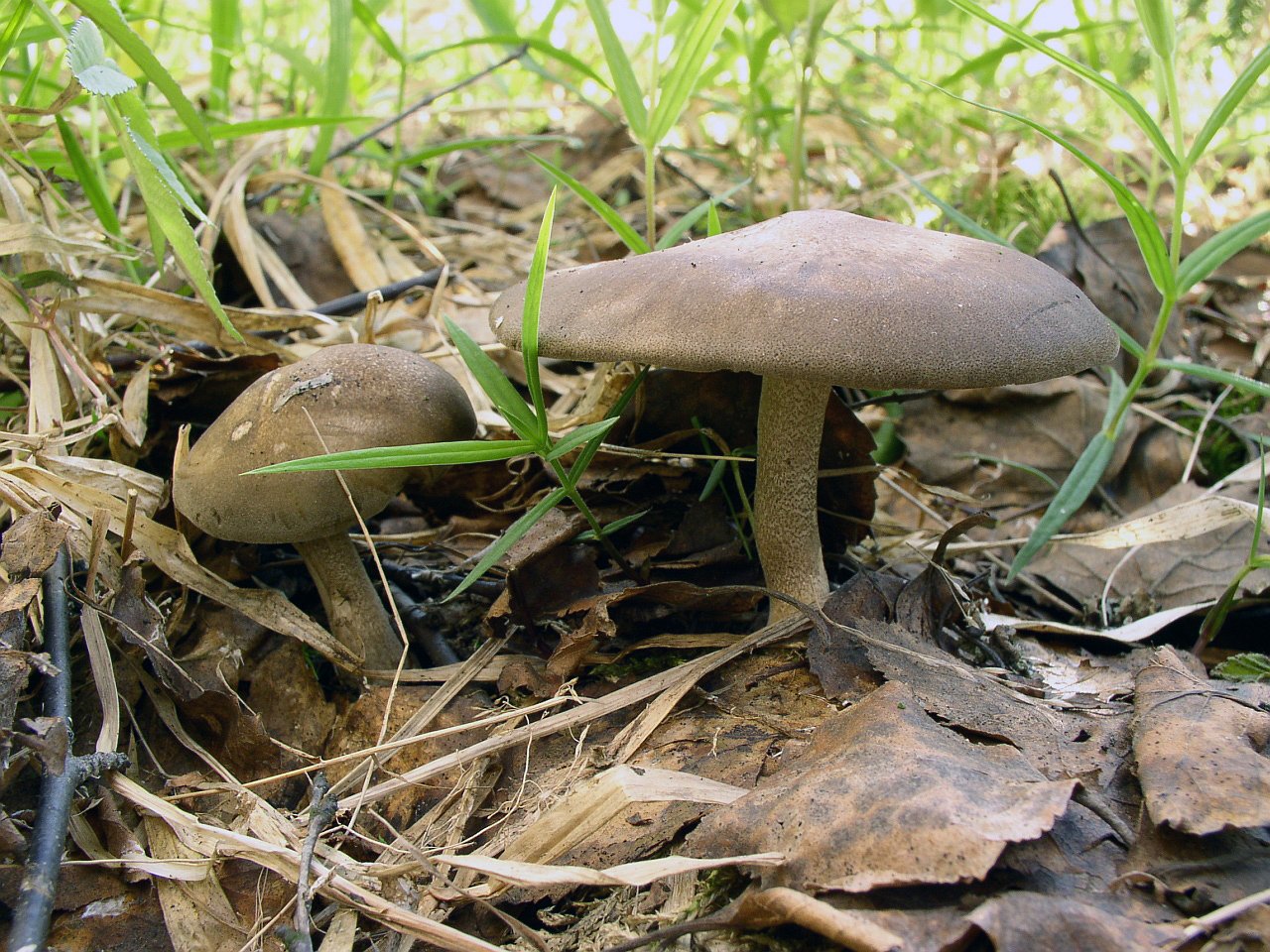 Lentinus substrictus MVK 20040516-01