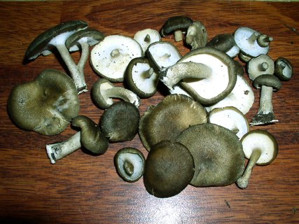 Lentinus substrictus MVK 20040516-03