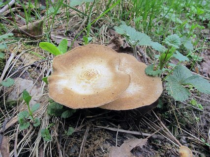 Lentinus substrictus MVK 20120511-05